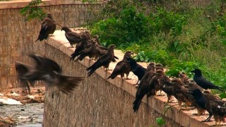 Eagles in India